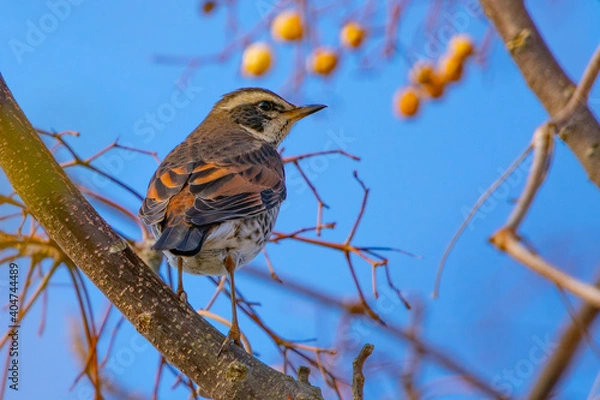 Obraz ハゼの実を食べに来たツグミ