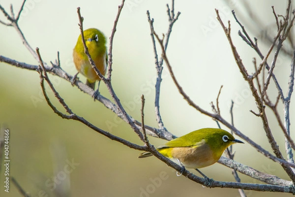 Obraz 枯れ木にとまって休んでいるメジロ