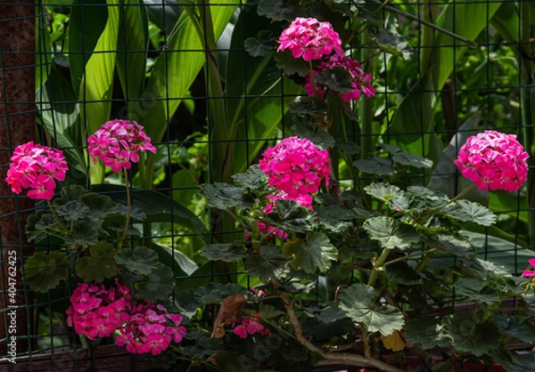 Obraz Beautiful pink Pelargonium flowers in a pot. Summer home garden and Floristics, suitable climate for breeding flower beds.