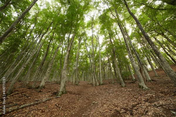 Fototapeta wide angle view of the forest with white pillars of trees