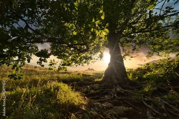 Fototapeta a tree with a lush crown and roots against the background of the setting sun