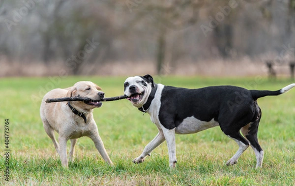 Obraz Two dogs playing with a stick in the park