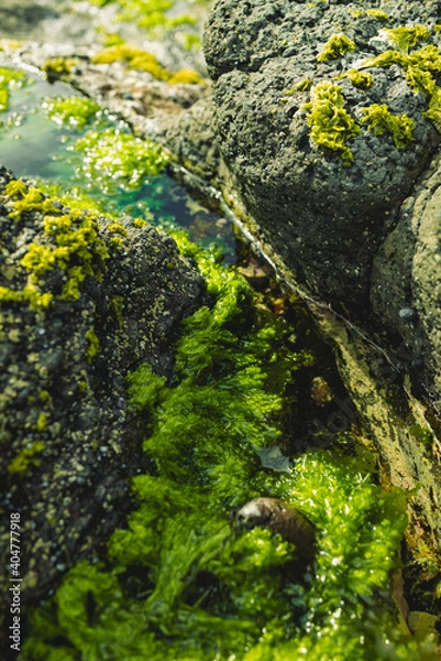 Fototapeta Cape Schanck Lighthouse