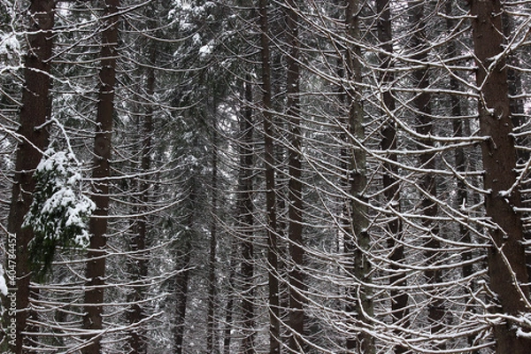 Obraz snow covered trees