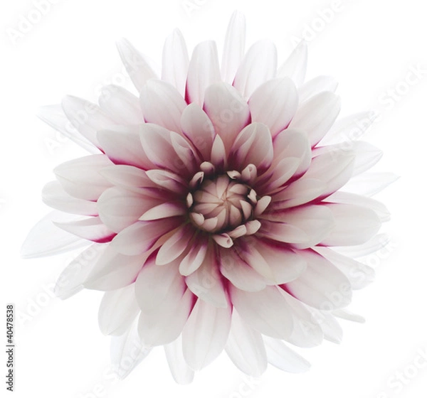 Obraz dahlia
