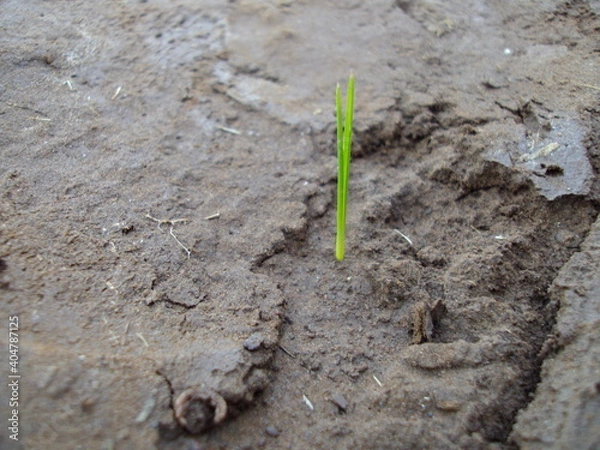 Obraz sprout on the ground