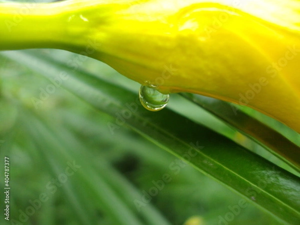 Obraz water drops on a flower