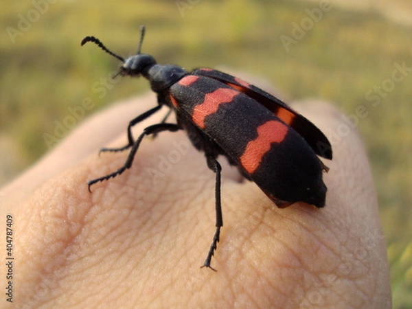 Obraz Red and Black bug