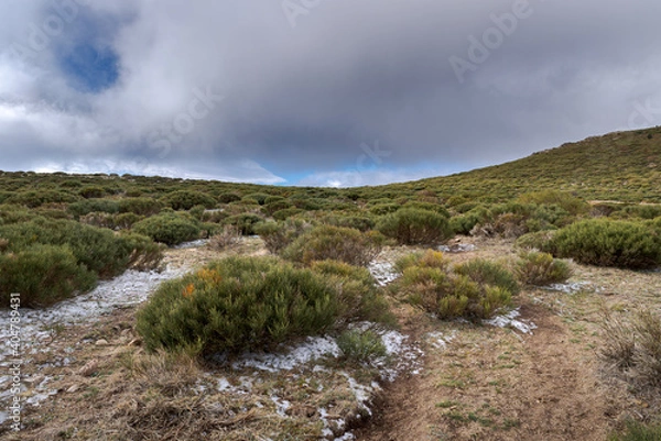 Fototapeta High-mountain scrublands of Cytisus oromediterraneus. Photo taken in Guadarrama Mountains, municipality of Bustarviejo, province of Madrid, Spain