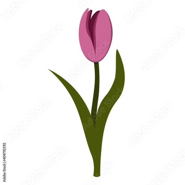 Obraz isolated vector pink tulip on a white background