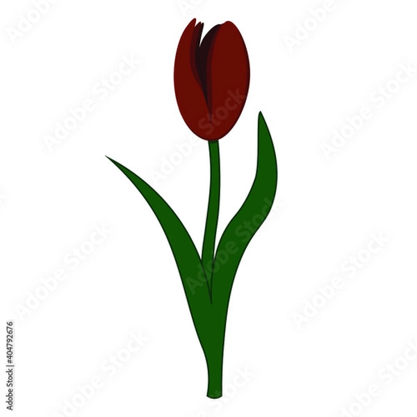 Obraz isolated vector red tulip on a white background