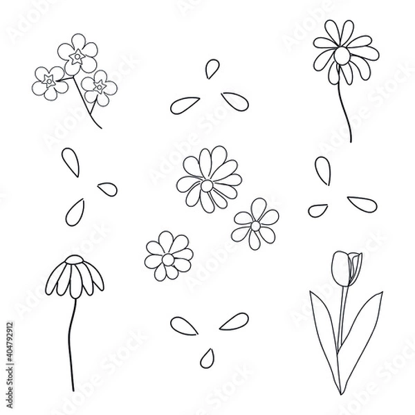 Obraz isolated vector flowers on a white background