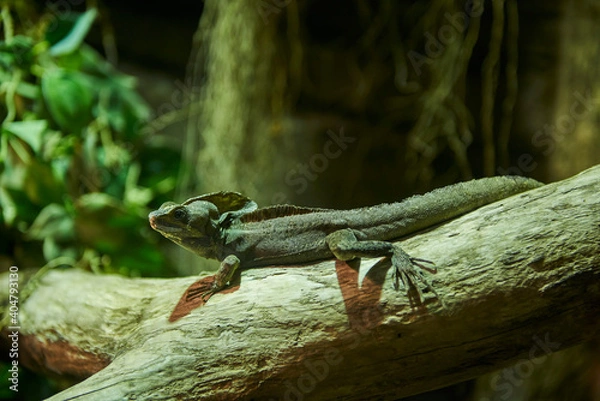 Fototapeta Brown basilisk (Basiliscus vittatus)