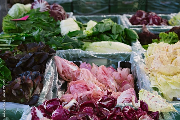 Obraz Cichorium intybus. Many different types of radicchio are marketed in Western Europe