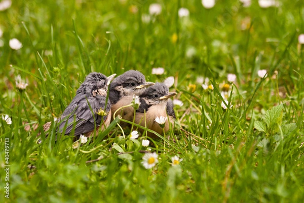 Obraz Junge Kleiber, Young Nuthatches
