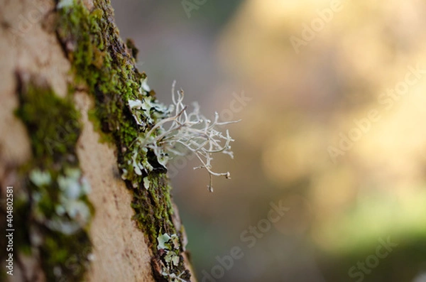 Obraz Pormenor de um musgo