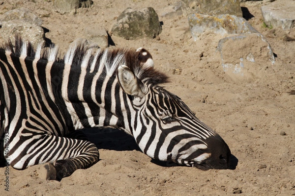 Obraz Zebra sleeping