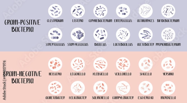 Fototapeta Gram-positive and gram-negative bacteria. Bacteria classification, different genus. Morphology. Microbiology. Vector flat illustration