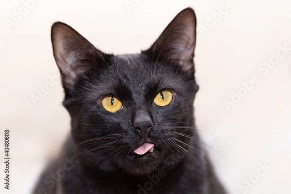 Fototapeta Portrait of a black cat with his mouth ajar against a light background