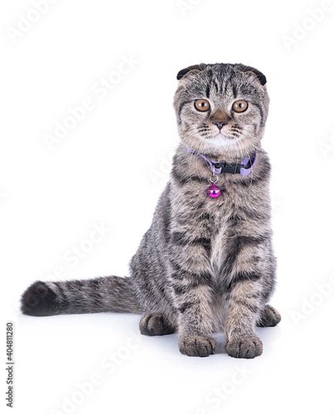 Fototapeta scottish fold isolated on white background