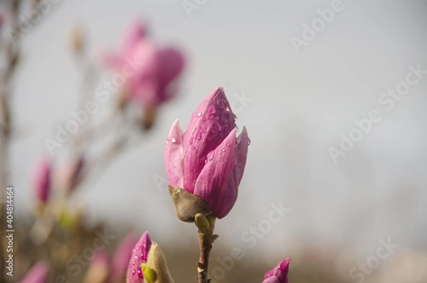 Obraz Flor de Magnólia