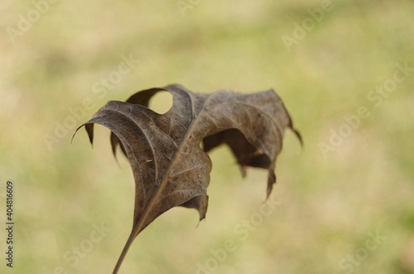 Obraz Folha seca castanha