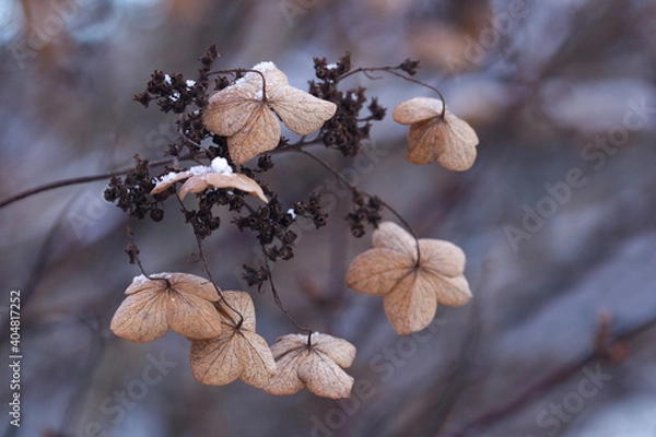 Obraz snow covered branches
