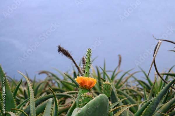Obraz Cactos com flor cor-de-laranja 