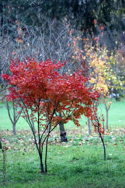Obraz Japanese Red maple tree in autumn.