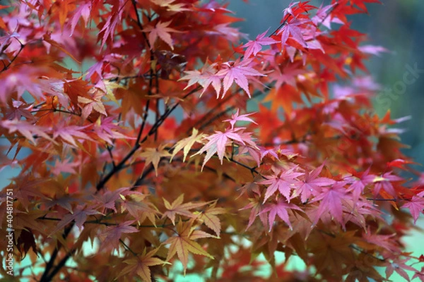 Obraz Beautiful Japanese red maple tree leaves in autumn.