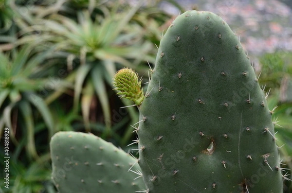 Obraz Detalhe de um cacto