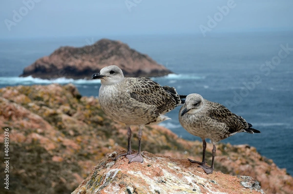 Obraz Duas gaivotas nas ilhas Berlengas
