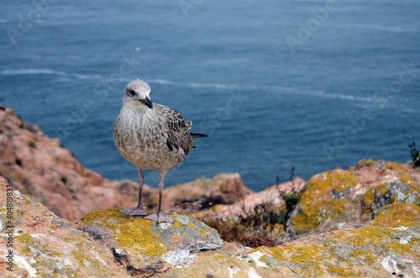 Obraz Uma gaivota perto do mar
