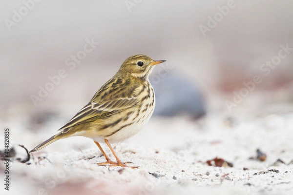 Fototapeta Graspieper, Meadow Pipit, Anthus pratensis pratensis