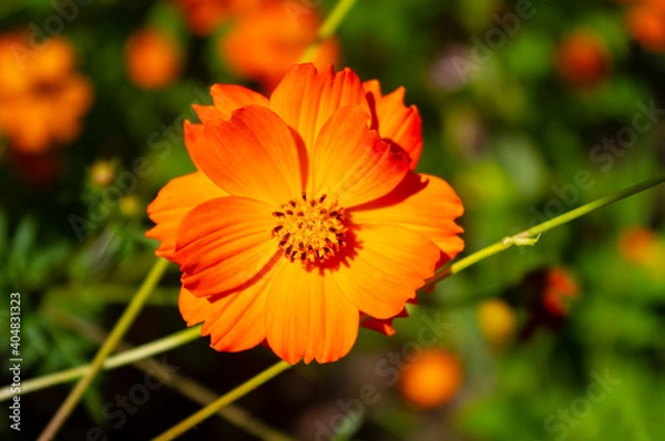 Fototapeta Letnie kwiaty