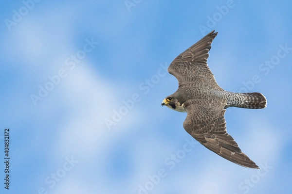 Obraz Slechtvalk, Peregrine Falcon, Falco peregrinus peregrinus