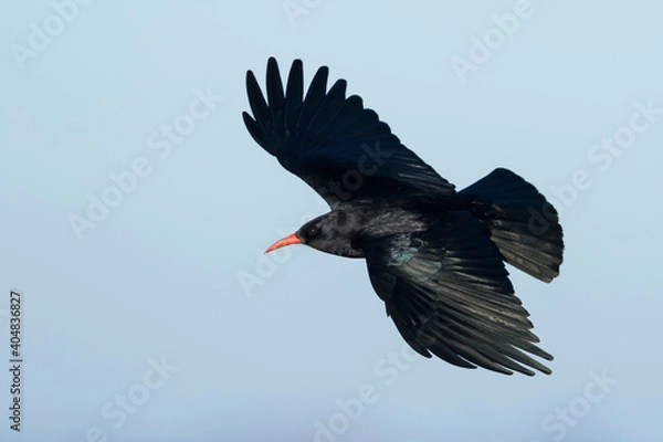 Obraz Red-billed Chough, Alpenkraai, Pyrrhocorax parrhocorax ssp. erythroramphos