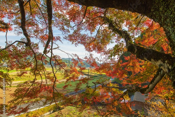 Obraz もみじ　紅葉　秋