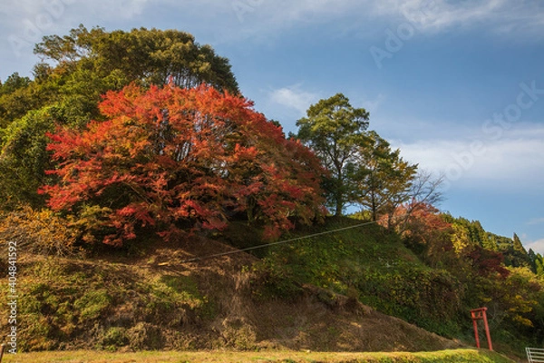 Obraz もみじ　紅葉　秋