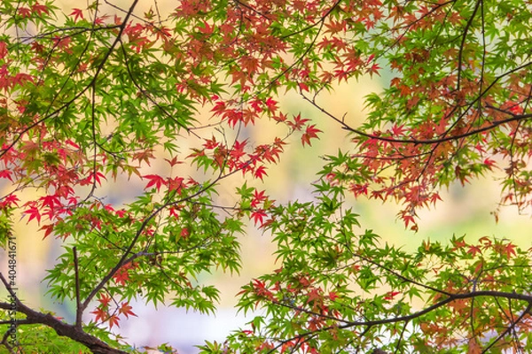 Obraz もみじ　紅葉　秋