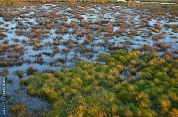 Obraz Pântano com ervas verdes