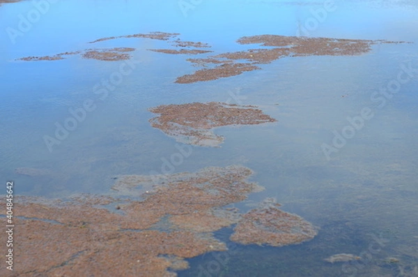 Obraz Água com algas