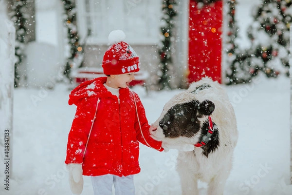 Obraz Young cute boy in red winter hat and coat posing with black and white small bull at the winter ranch with Christmas decor. Snowing.