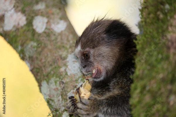 Fototapeta Marmoset