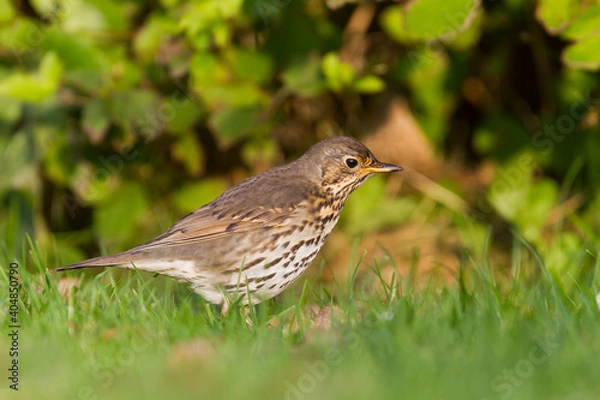 Obraz Zanglijster, Song Thrush, Turdus philomelos
