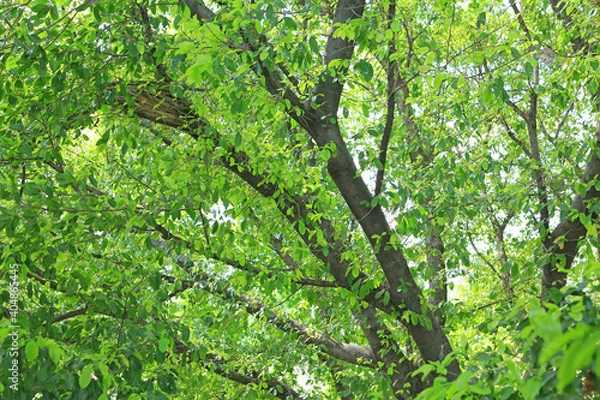 Obraz Tree leaf and branches in the garden background