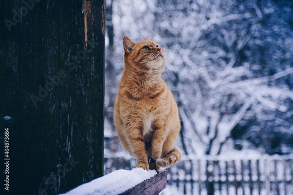 Obraz cat in snow