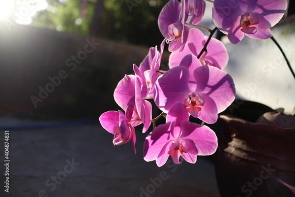 Fototapeta orchid