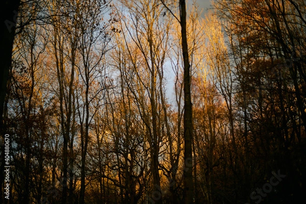 Obraz Evening light in the woods