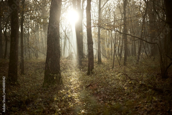 Obraz morning in Wytham woods